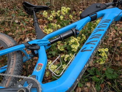 Schlüsselblumen in voller Blüte.